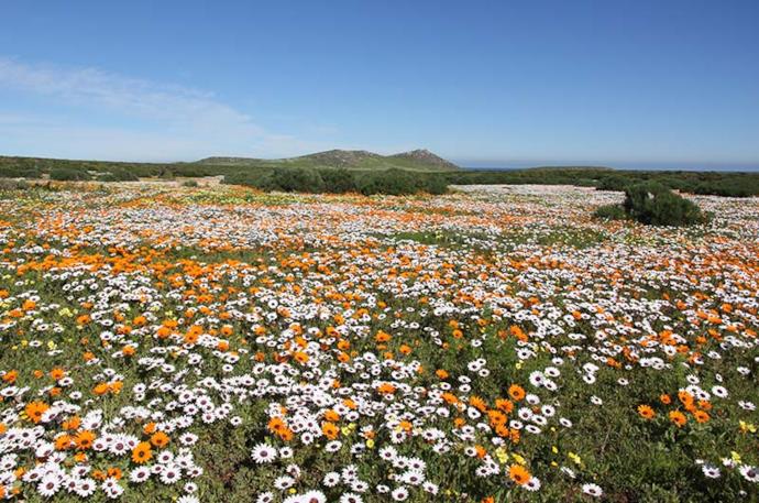 Prato ricoperto di fiori nel Deserto fiorito del Namaqualand, Sudafrica