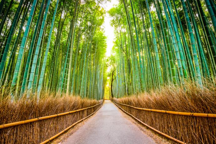 Strada costeggiata dalla foresta di bambù