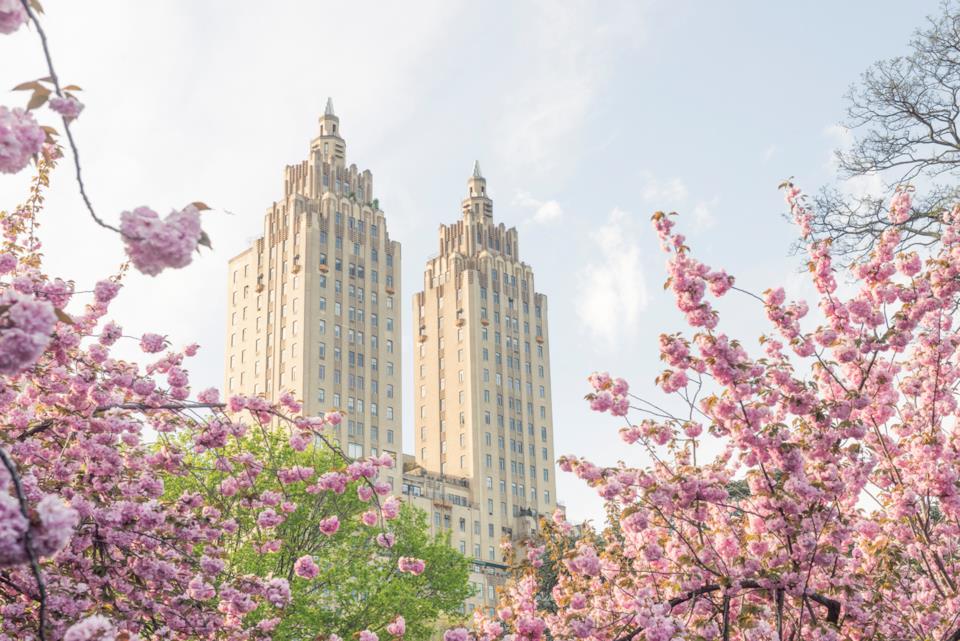 Primavera a New York, ciliegi in fiore tra i grattacieli