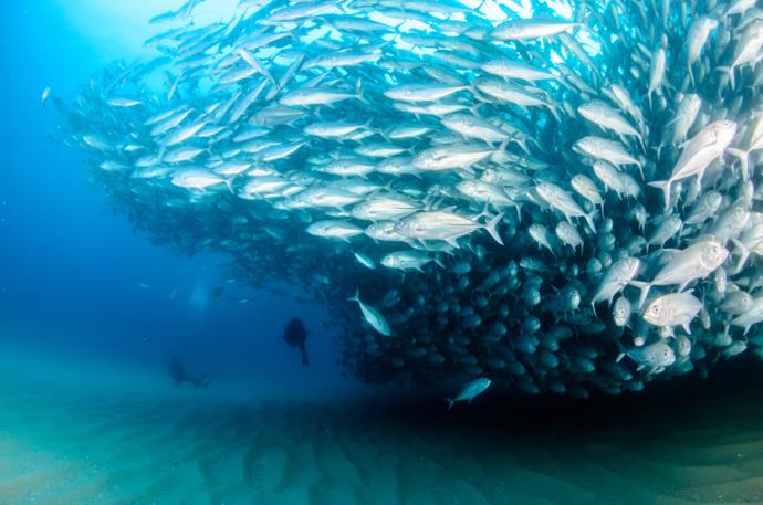 Pesci nel mare del Messico in Baja California