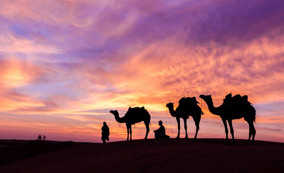 Cammelli al tramonto in Giordania