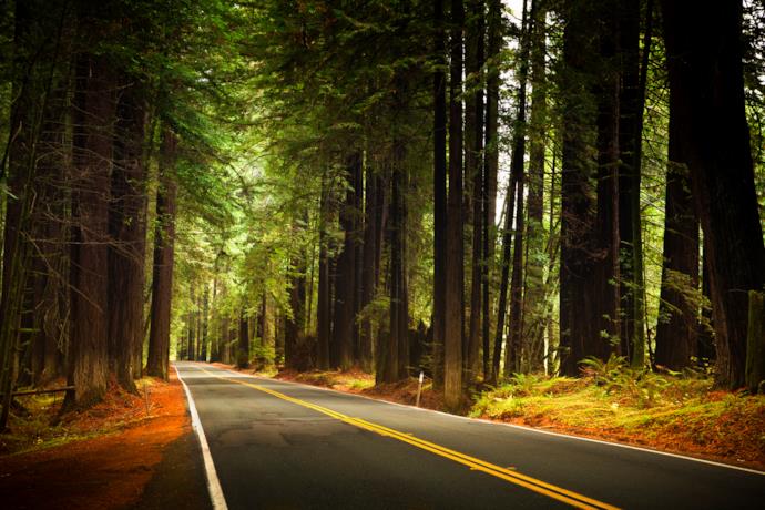 Sequoie che costeggiano la strada
