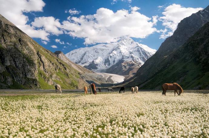 Cavalli su un prato con sfondo di montagne in Kirghizistan