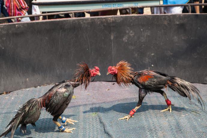La lotta dei galli a Bali