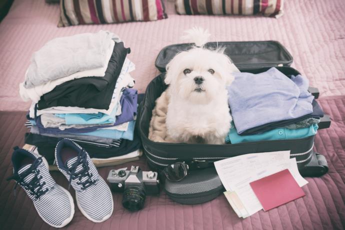 Cane nella valigia