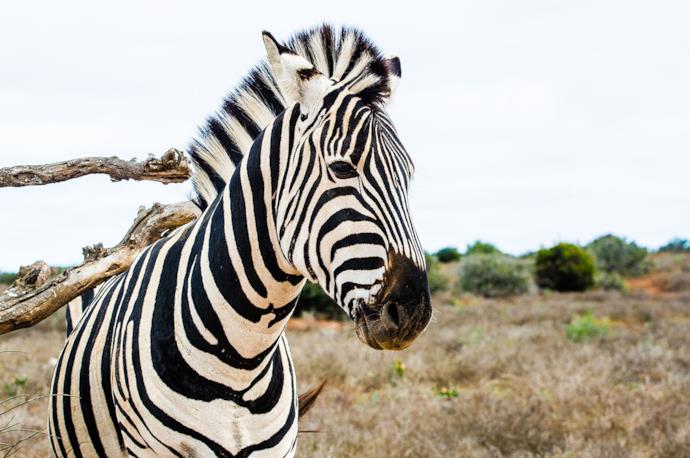 Primo piano di una zebra in una riserva in sudafrica