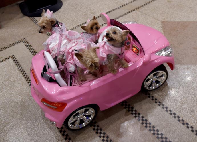 Della cagnoline in una macchina rosa.