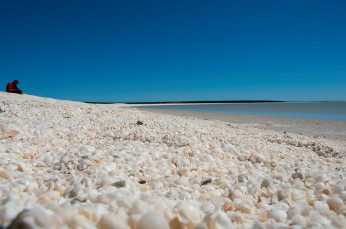 70 km di conchiglie sulla spiaggia: è Shell Beach in Australia, nella Shark Bay