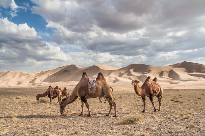 Alcuni cammelli addomesticati nel deserto del Gobi, Mongolia