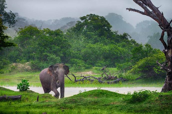 Elefante nella giungla in Sri Lanka
