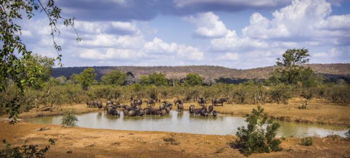 Gruppo di bufali in un parco nazionale sudafricano