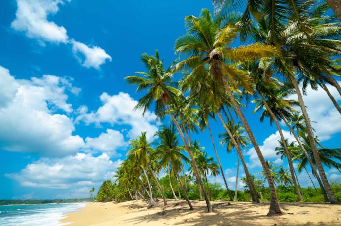 Palma sulla spiaggia in Sri Lanka