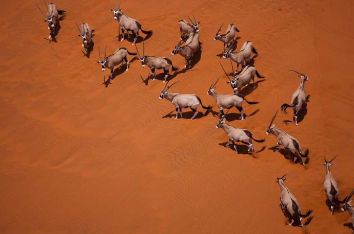 Gruppo di orici nel deserto della Namibia