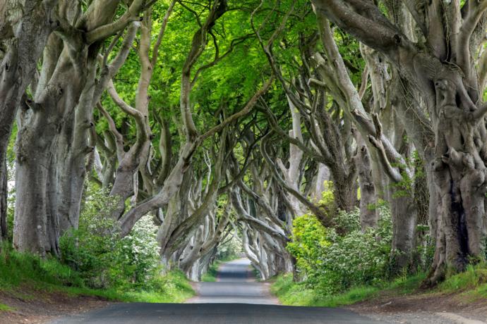 Dark Hedges nel County Antrim, uno dei viali alberati più belli al mondo