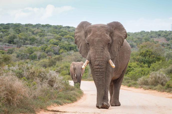 Un elefante in un parco nazionale del Sudafrica