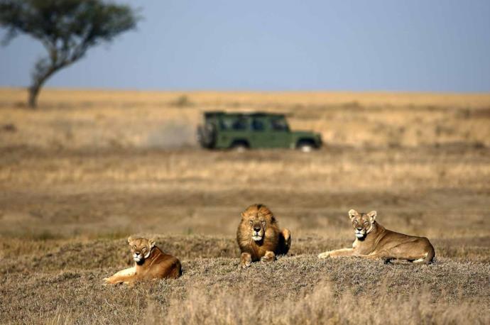 Tre leoni riposano in un parco naturale in sudafrica