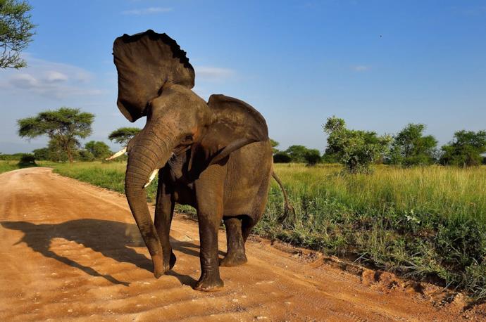 Elefante aggressivo in Sudafrica