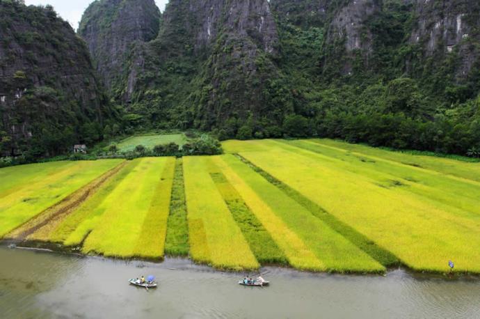Terrazzamento con coltivazione di riso, Vietnam