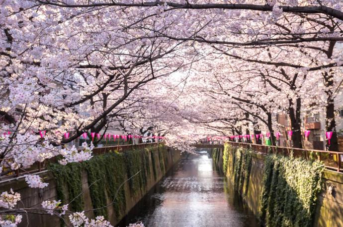 Ciliegi in fiore a Tokyo in Giappone