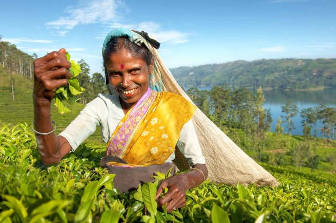 Una donna cingalese raccoglie foglie di tè