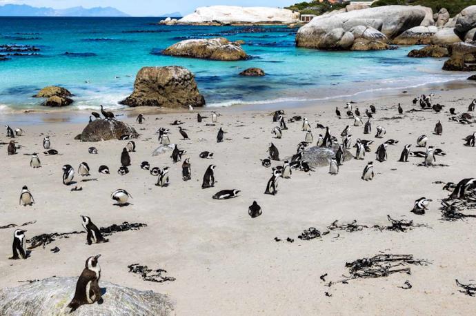 Colonia di pinguini sulla spiaggia a Cape Town