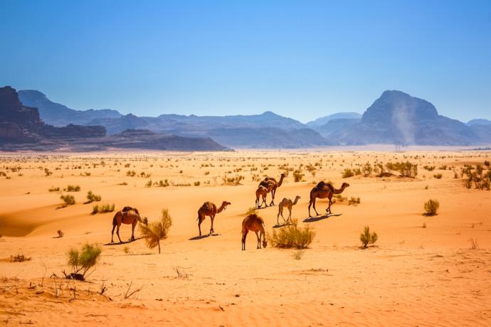 Dromedari nel deserto di Wadi Rum
