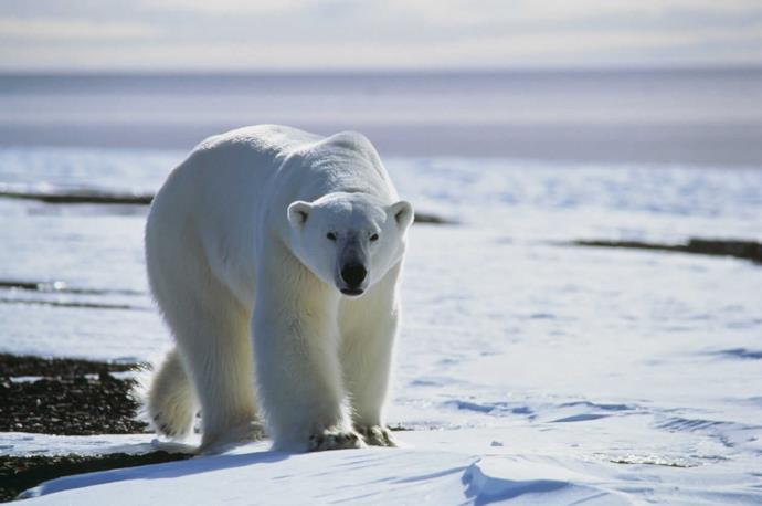 Orso polare in Groenlandia