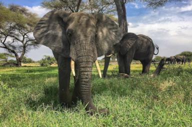 Safari in Africa: offerte di viaggio e consigli utili