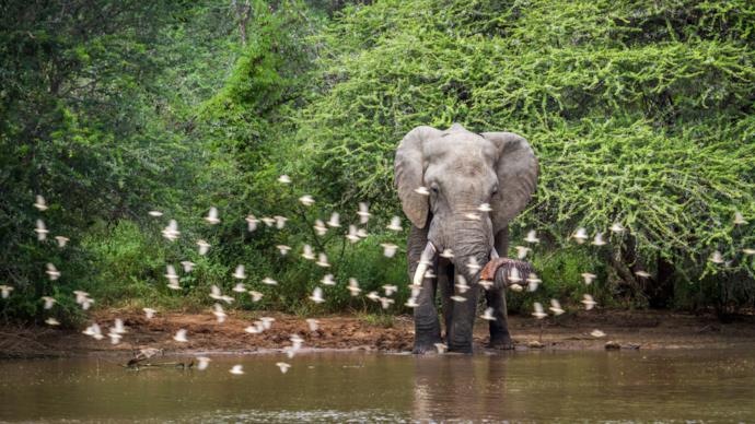 Safari con elefante in Sudafrica