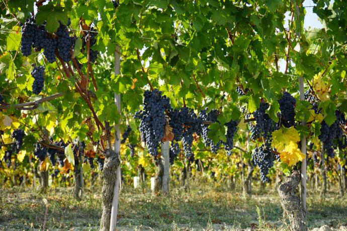 Il Piemonte e la tradizione del vino