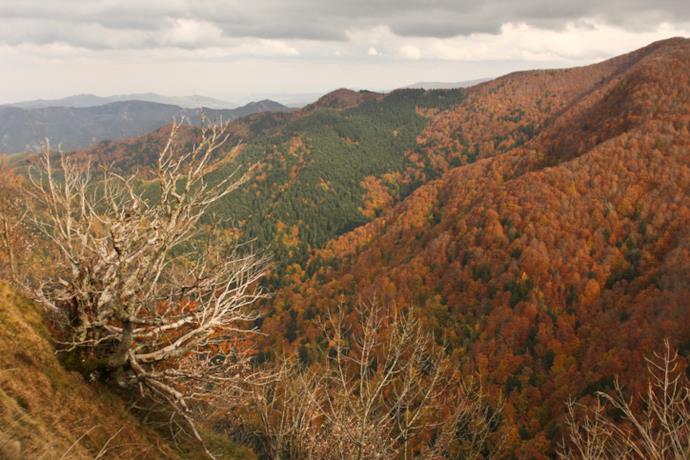 I colori delle Foreste Casentinesi visti dall'alto.