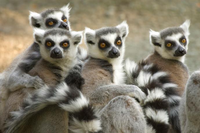 Lemuri del Madagascar