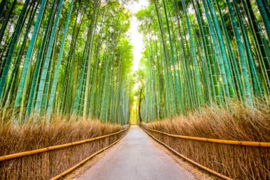 Kyoto: viaggio nella foresta di bambù
