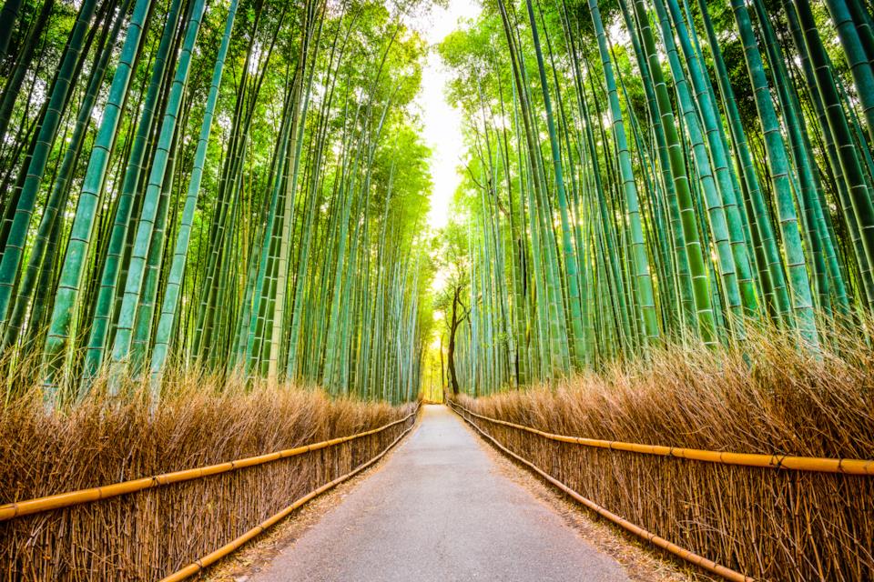 La foresta di bambù di Arashiyama, nei pressi di Kyoto