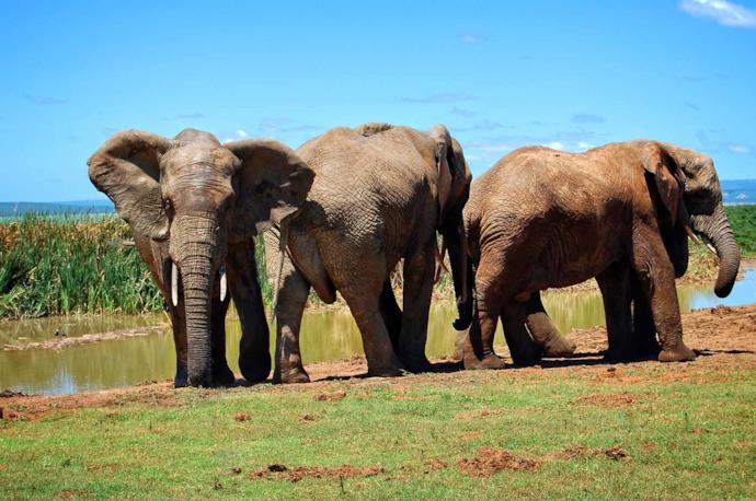 Tre elefanti sulle rive di un fiume in Sudafrica