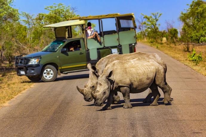 Due rinoceronti attraversano la strada durante un safari in Sudafrica