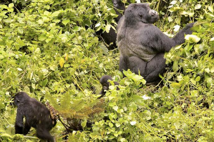 Safari in Uganda nella Foresta impenetrabile