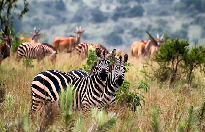 Safari in Rwanda