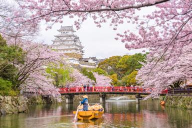 Hanami: la spettacolare fioritura dei ciliegi in Giappone