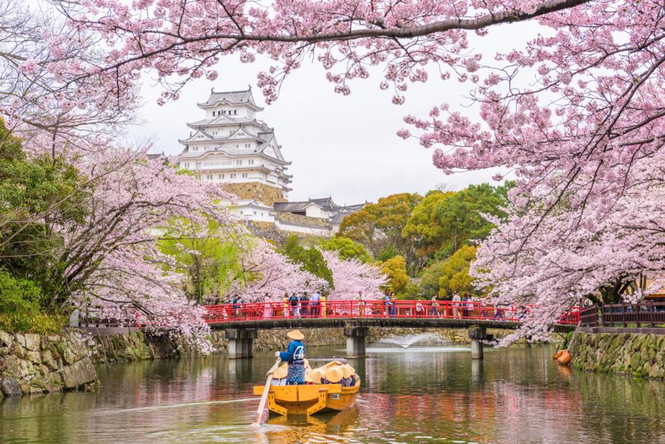 Dei ciliegi in fiore in Giappone