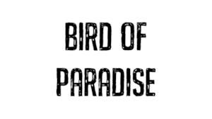 Netsky - Bird of Paradise (Video ufficiale e testo)