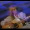 Joni Mitchell - Night Ride Home (Video ufficiale e testo)