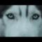 Hardwell - Echo (feat. Jonathan Mendelsohn) (Video ufficiale e testo)