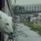 Orso polare cerca casa a Londra - Jude Law e Radiohead [VIDEO]