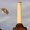 ► The pig flies over Battersea - Pink Floyd remastered albums come out