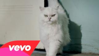 Katy Perry: il gatto fa Roar