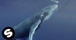 Alok - Ocean (Video ufficiale e testo)