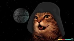 Il gatto che canta la sigla di Star Wars [VIDEO]