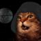Il gatto che canta la sigla di Star Wars [VIDEO]
